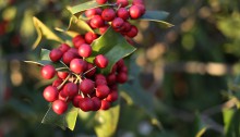 しなぎいらぎ（志那柊）Ilex cornuta (3)