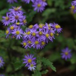 のこんぎく（野紺菊）Aster microcephalus var. ovatus (4)