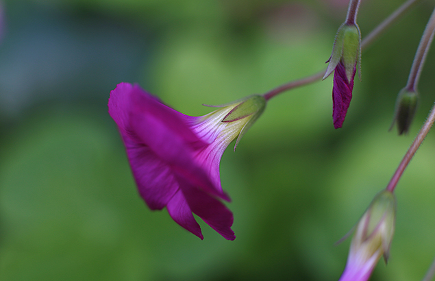 はなかたばみ 花酢漿草 Oxalis Bowiei ウロウロ よろよろ フラフラ