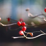 はなみずき （花水木）Cornus florida (2)