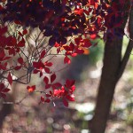 どうだんつつじ（満天星躑躅） Enkianthus perulatus