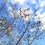 はなみずき （花水木）Cornus florida (3)