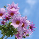 984.こだちダリア木立ダリア）Dahlia imperialis