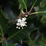 ひいらぎ（柊・疼木・柊木）Osmanthus heterophyllus (2)