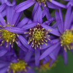 のこんぎく（野紺菊）Aster microcephalus var. ovatus