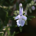 ローズマリーRosmarinus officinalis (4)