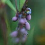 ひいらぎなんてん（柊南天）Berberis japonica (3)