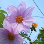 984.こだちダリア木立ダリア）Dahlia imperialis (2)