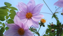 984.こだちダリア木立ダリア）Dahlia imperialis (2)