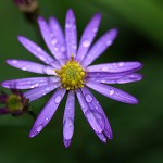 のこんぎく（野紺菊）Aster microcephalus var. ovatus (3)