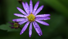 のこんぎく（野紺菊）Aster microcephalus var. ovatus (3)