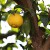 1021.ゆずのき（柚子の木）Citrus junos (1)