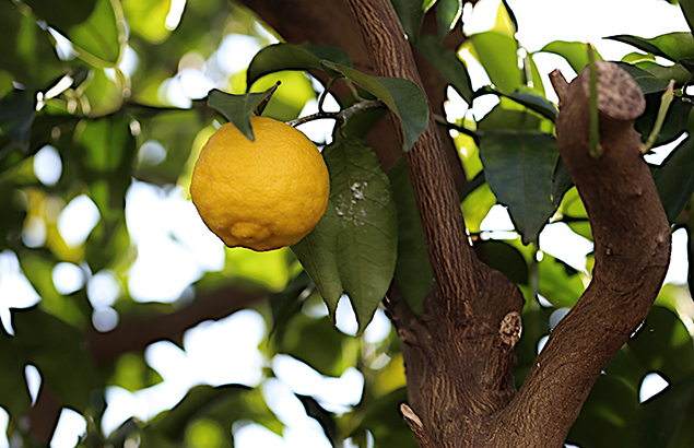1021.ゆずのき（柚子の木）Citrus junos (1)