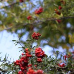 ときわさんざし（常磐山査子）Pyracantha coccinea Roem