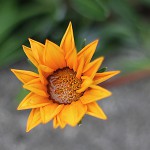 ガザニアGazania (1)