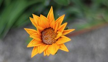 ガザニアGazania (1)