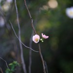 1013.かんぼけ（寒木瓜）Chaenomeles speciosa (7)