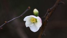 1013.かんぼけ（寒木瓜）Chaenomeles speciosa (6)