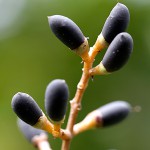 ねずみもち（鼠黐）Ligustrum japonicum (3)