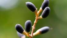 ねずみもち（鼠黐）Ligustrum japonicum (3)