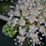 1000.やつで（八つ手） Fatsia japonica (1)