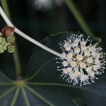 1000.やつで（八つ手） Fatsia japonica (2)