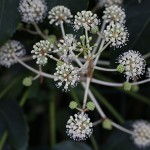 1000.やつで（八つ手） Fatsia japonica