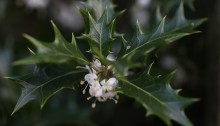 ひいらぎ（柊・疼木・柊木）Osmanthus heterophyllus (4)